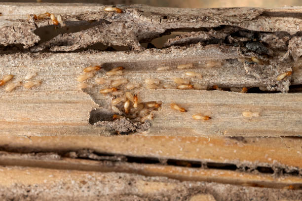 Best Termite Control Services  in Lido Beach, NY